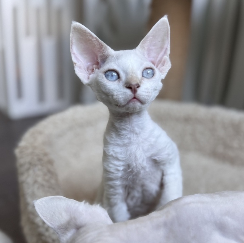 kittens for sale 