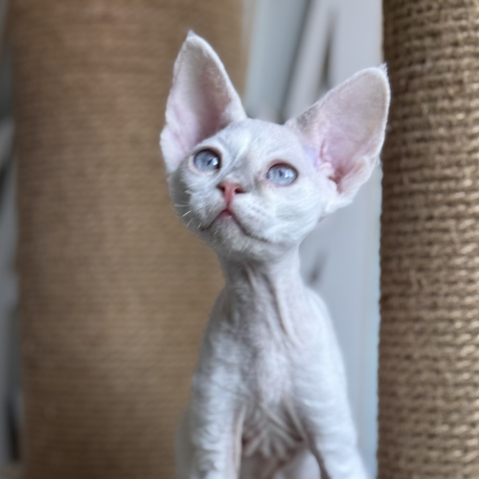 looking for new home