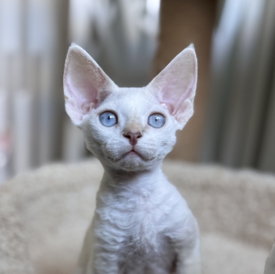 blue-eyed devon rex