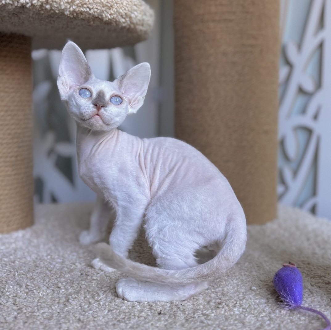 devon rex mahaonland