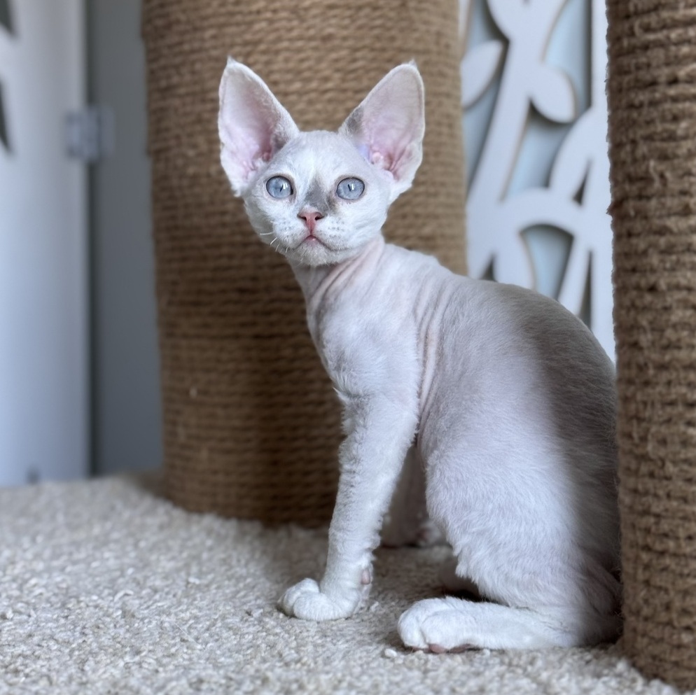 devon rex white