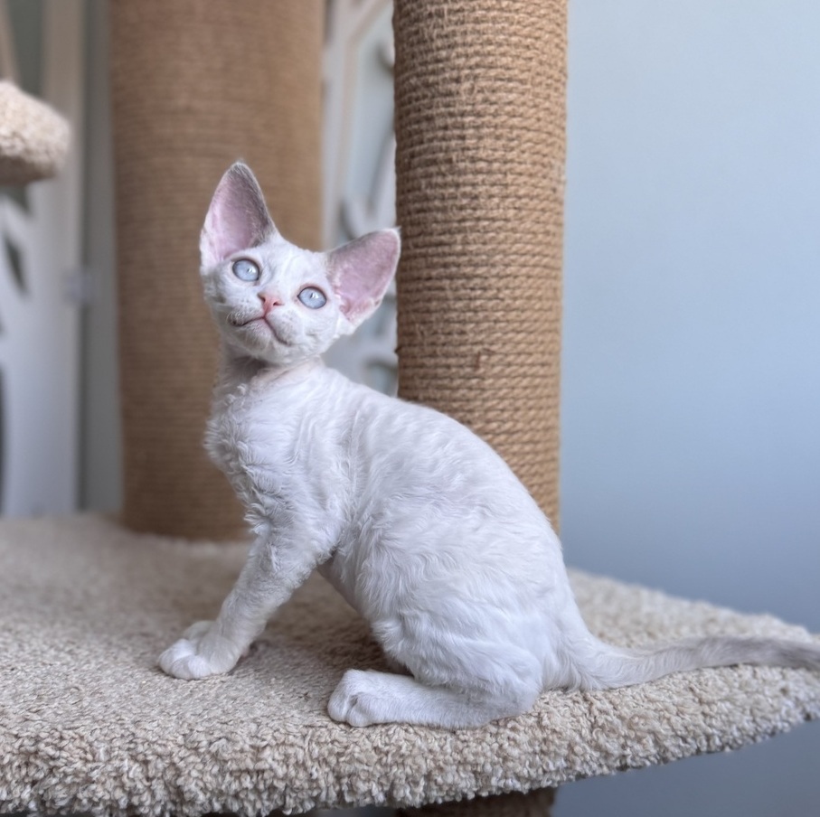 curly kitty