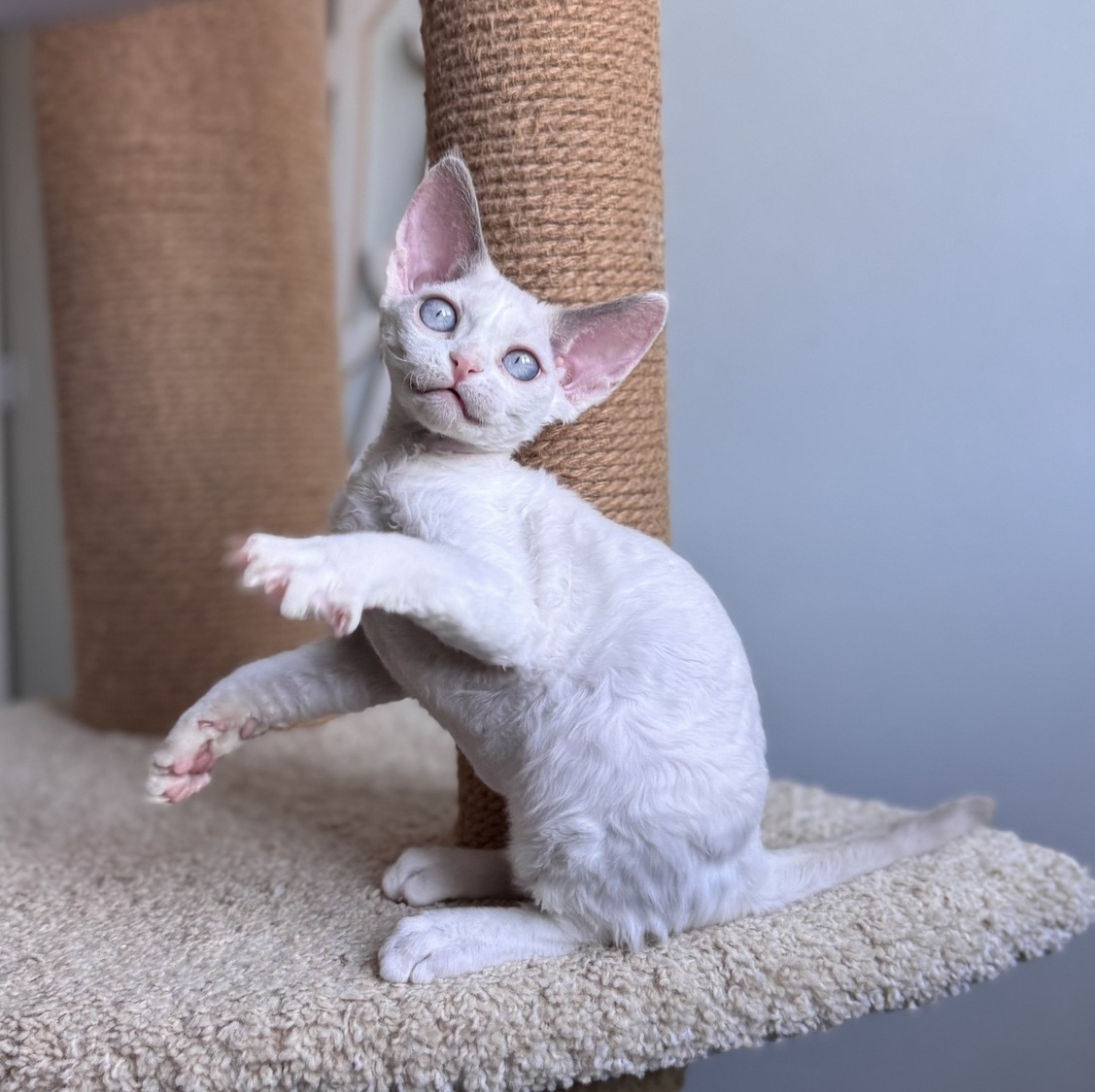 devon rex breeder