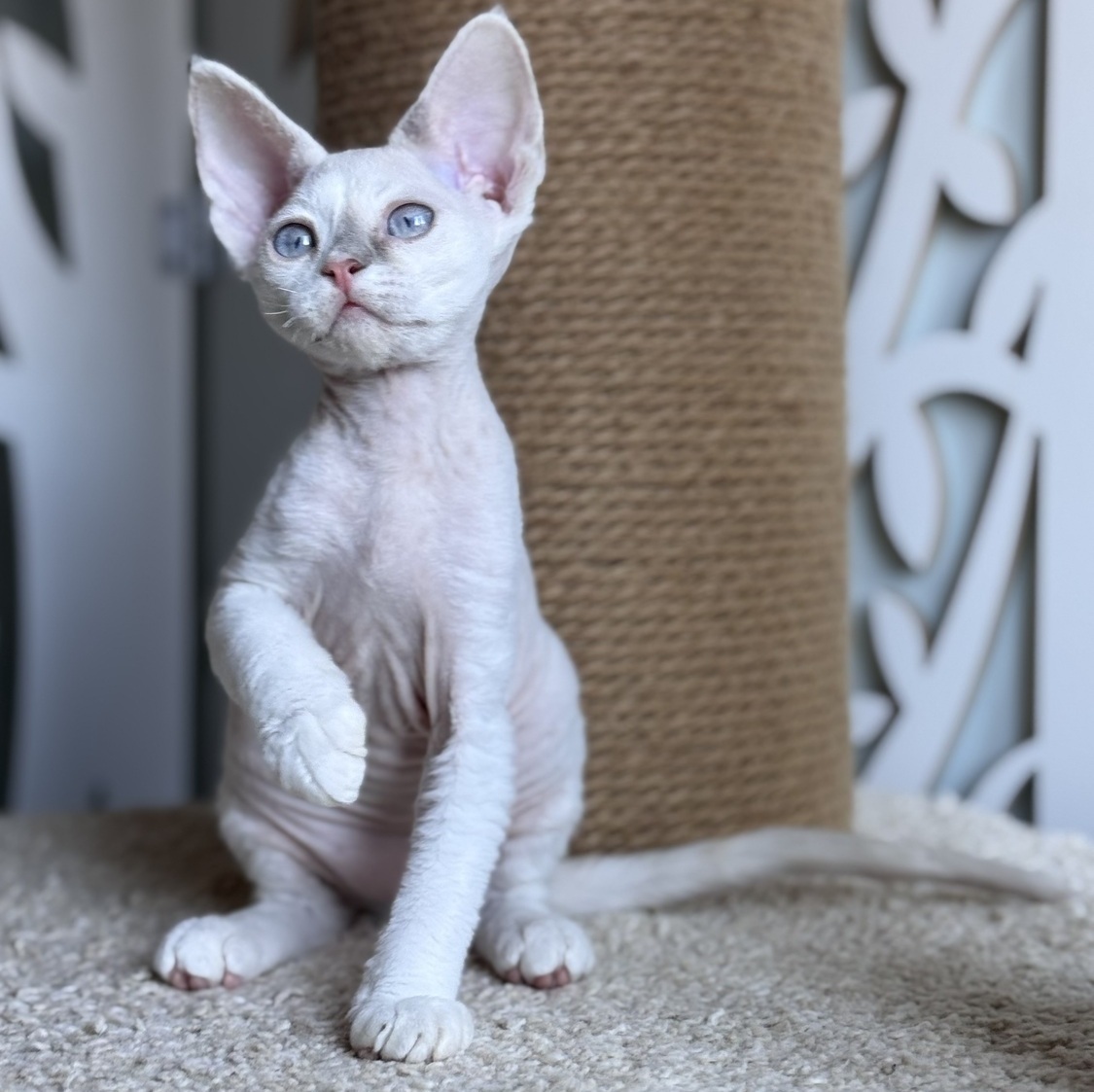 devon rex canada