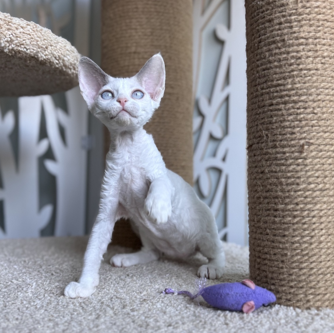 devon rex kitten for sale