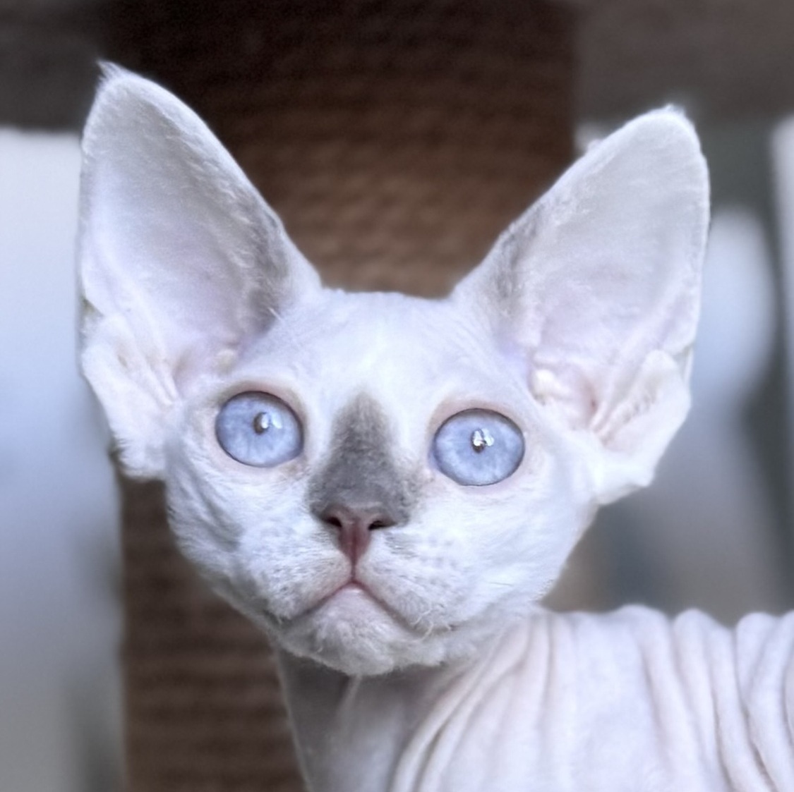 devon rex NY