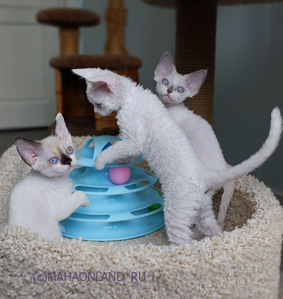 curly kittens devon rex Mahaonland cattery curly kittens
