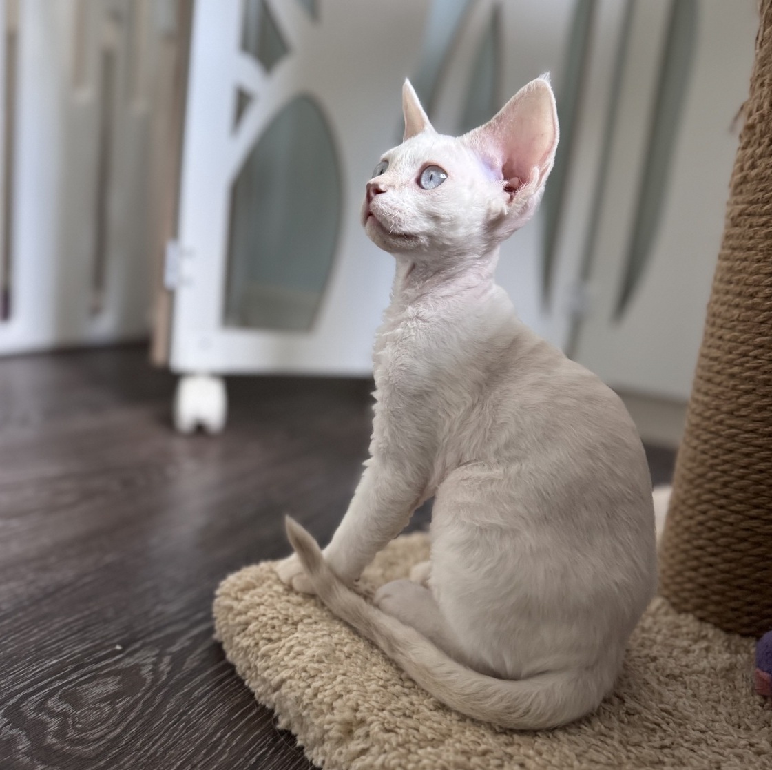 drx cattery 