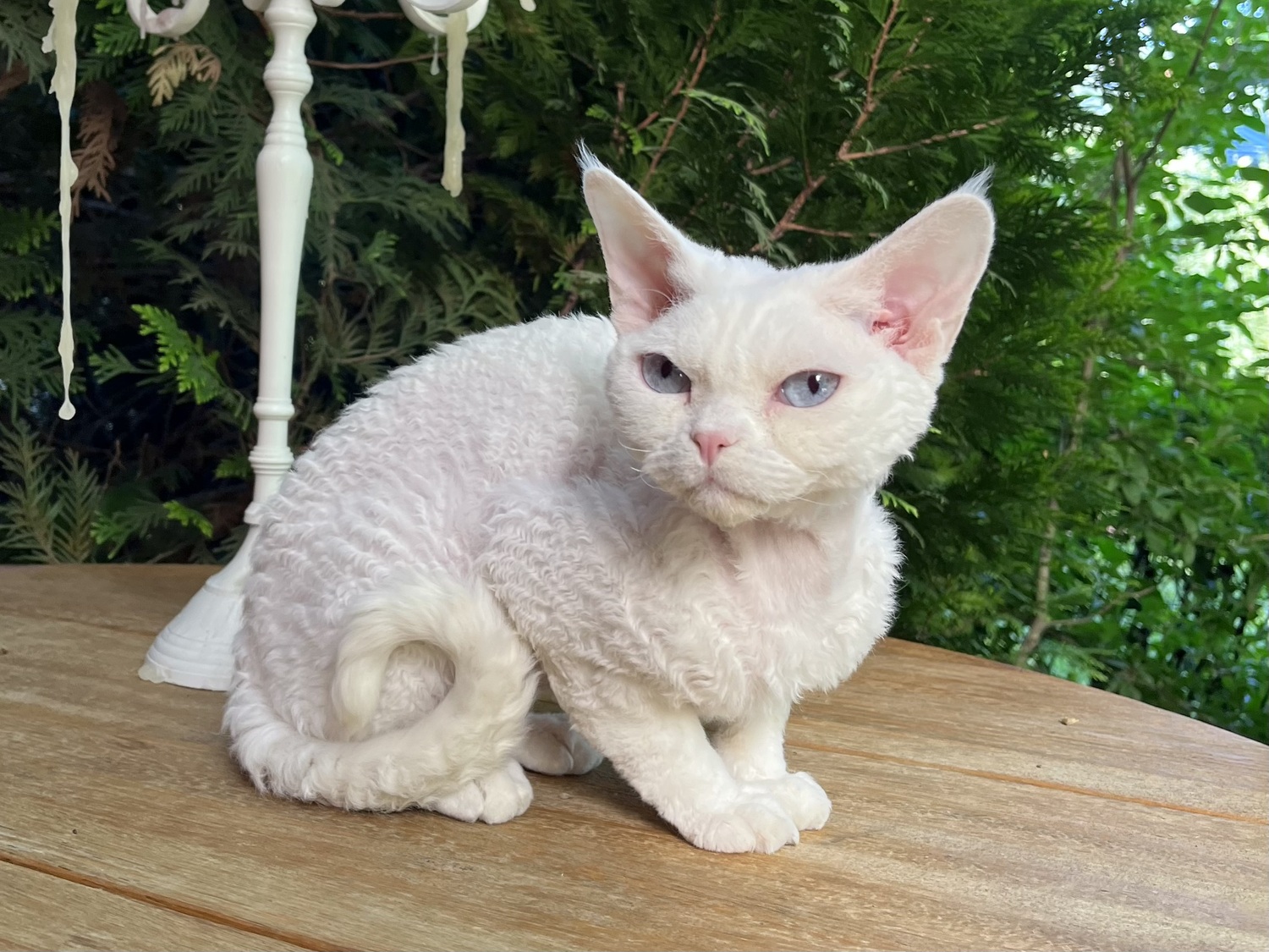 Mahaonland devon rex cattery devon rex cattery